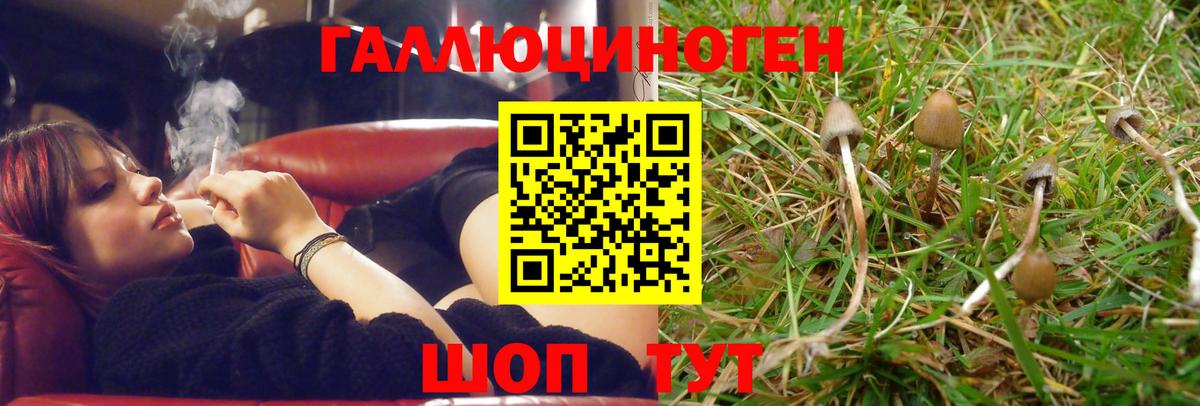 Псилоцибиновые грибы Psilocybe Кызыл